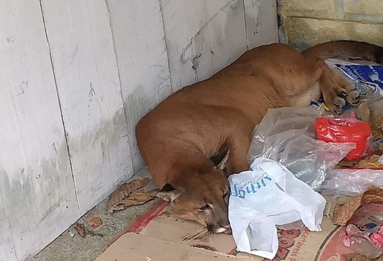 Leão-baio é capturado no Mar Grosso, em Laguna