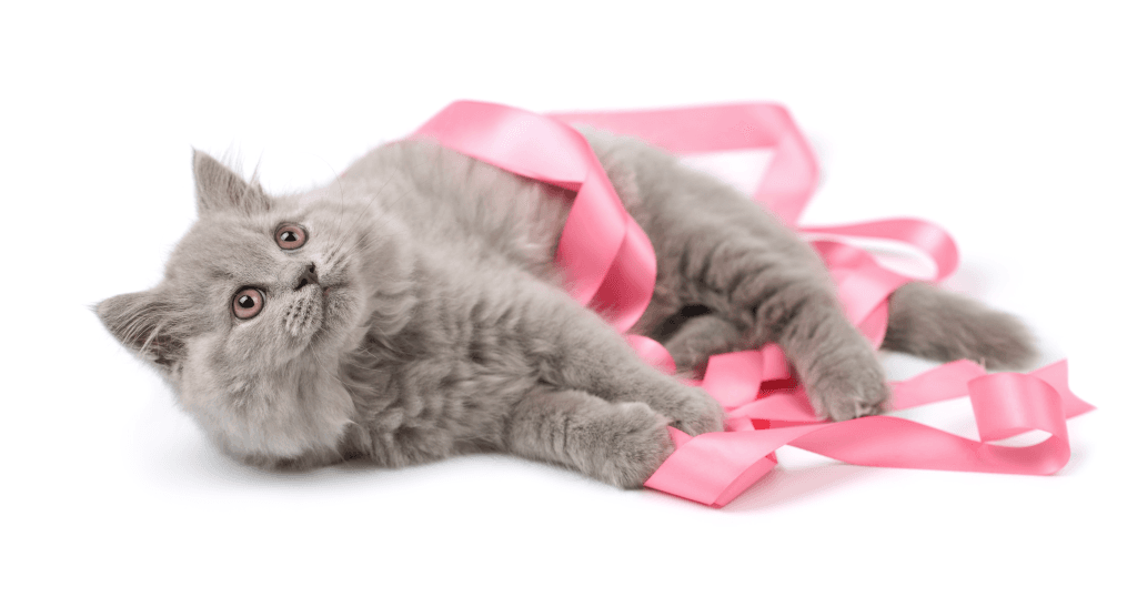 Os pets e o Outubro Rosa