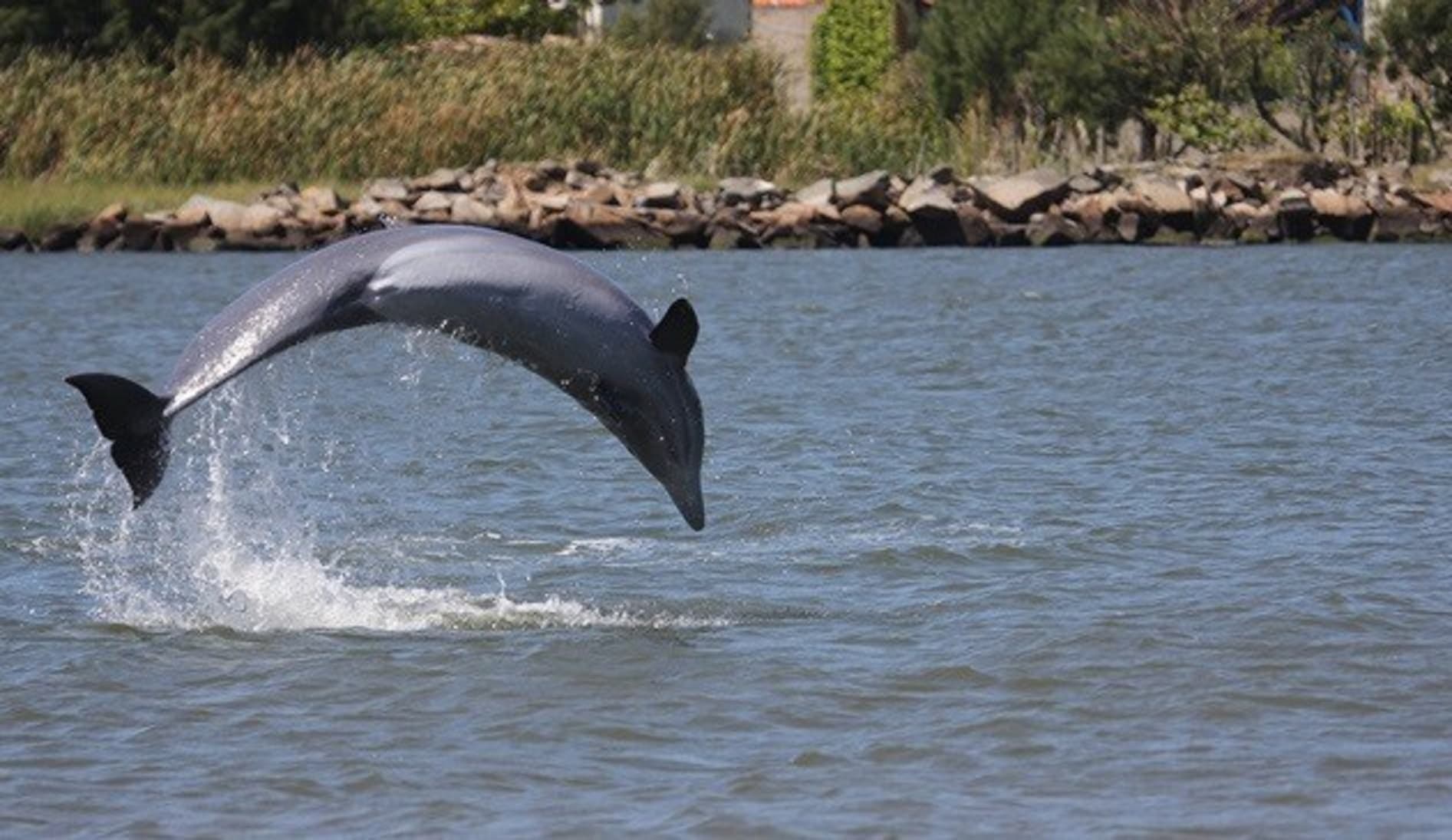 Núcleo de estudos fará seminário sobre pesca colaborativa entre humanos e botos em Laguna