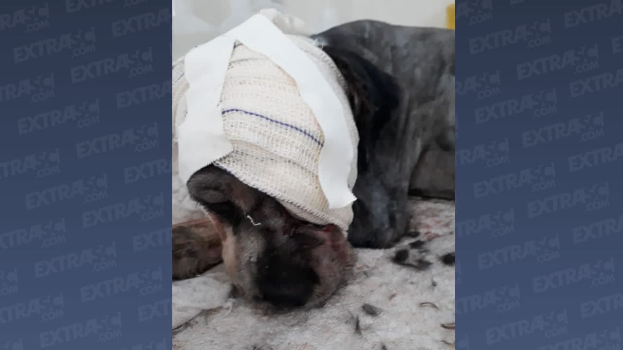 Cachorro vítima de maus tratos é resgatado; olho do bichinho foi arrancado