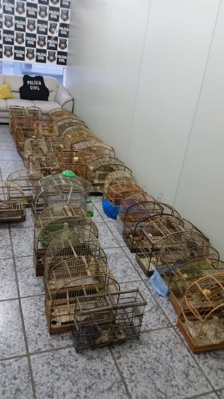 Pássaros silvestres em cativeiro são apreendidos