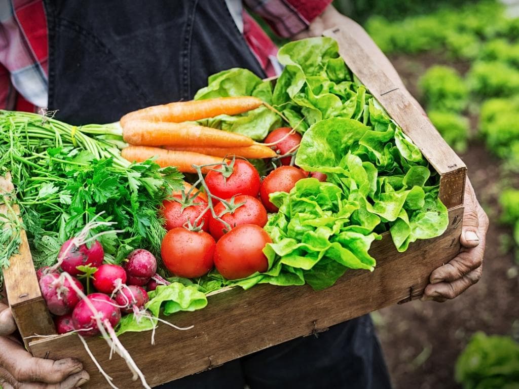 Merenda escolar terá produtos da agricultar familiar