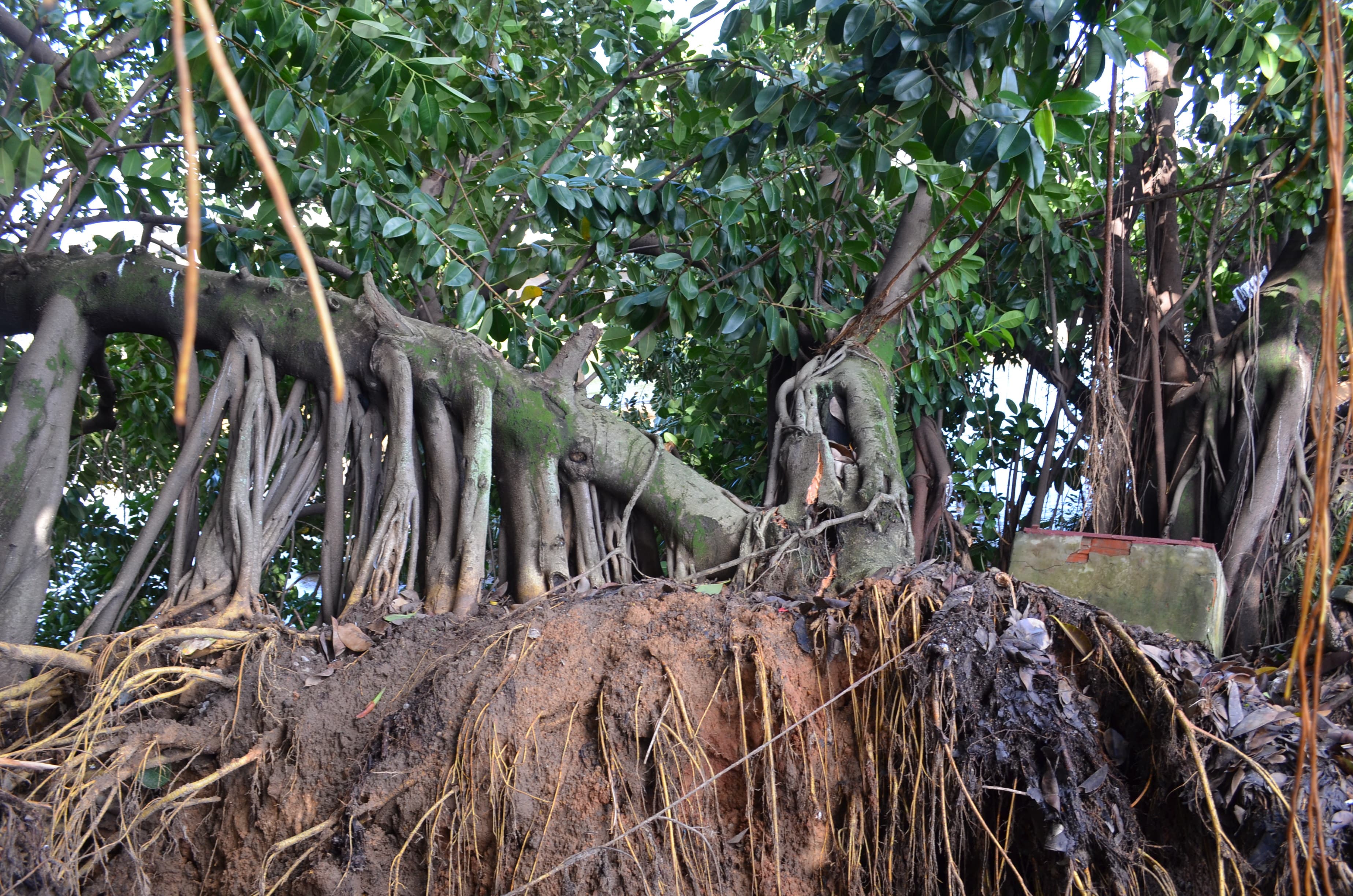 Árvores que caíram durante temporal serão retiradas nos próximos dias