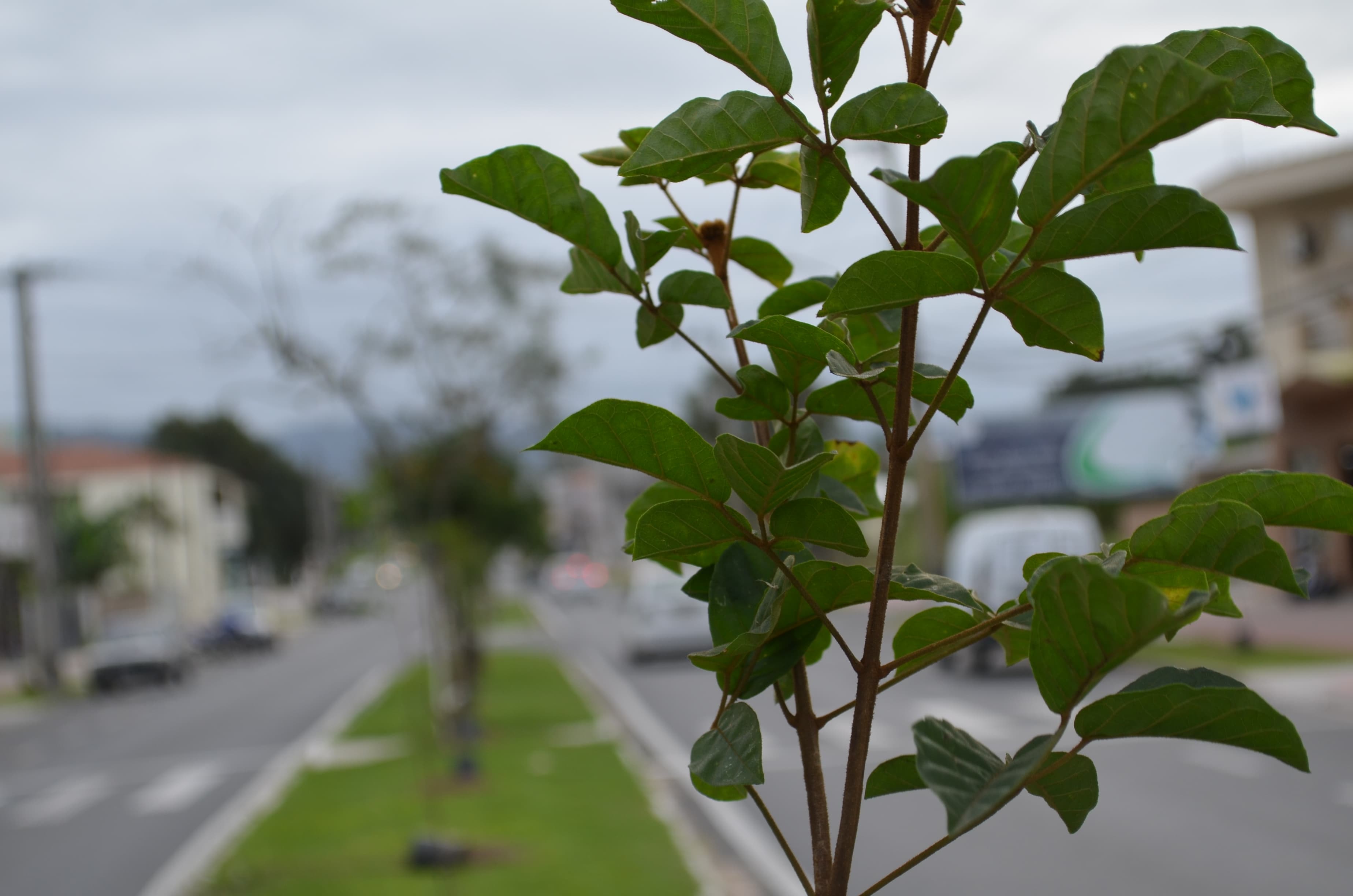 Vias de acesso serão arborizadas