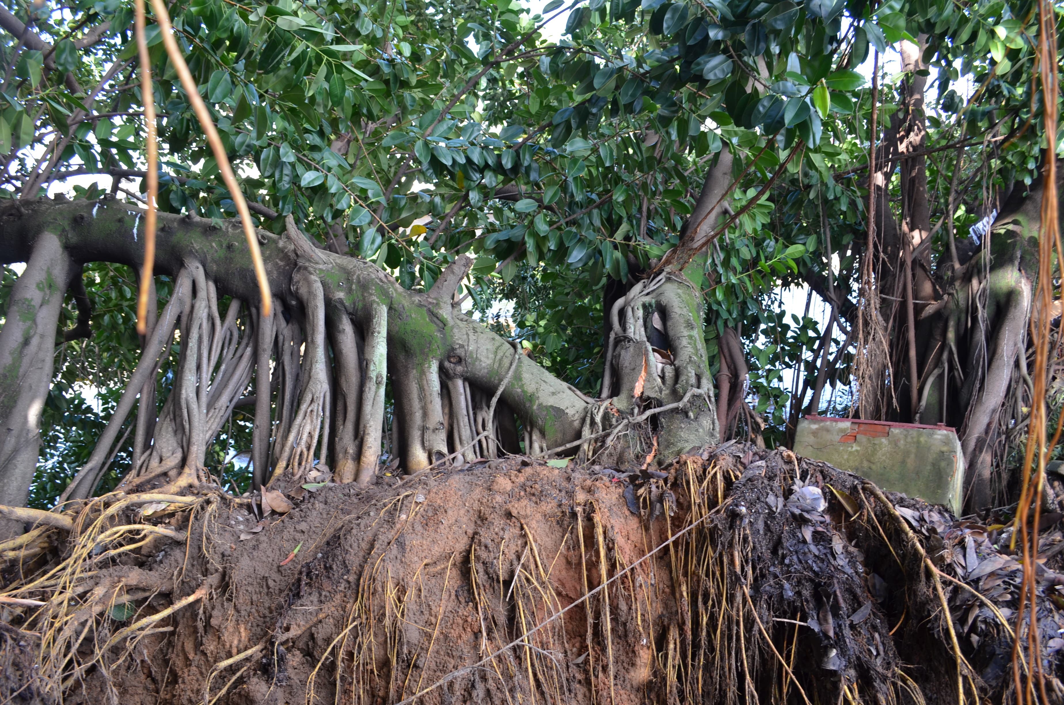 Árvores com risco de queda na Praça General Oswaldo Pinto da Veiga serão cortadas
