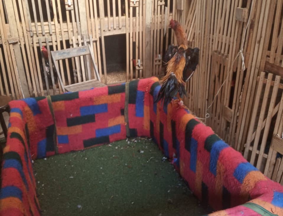 Rinha de galos é descoberta e fechada pela polícia