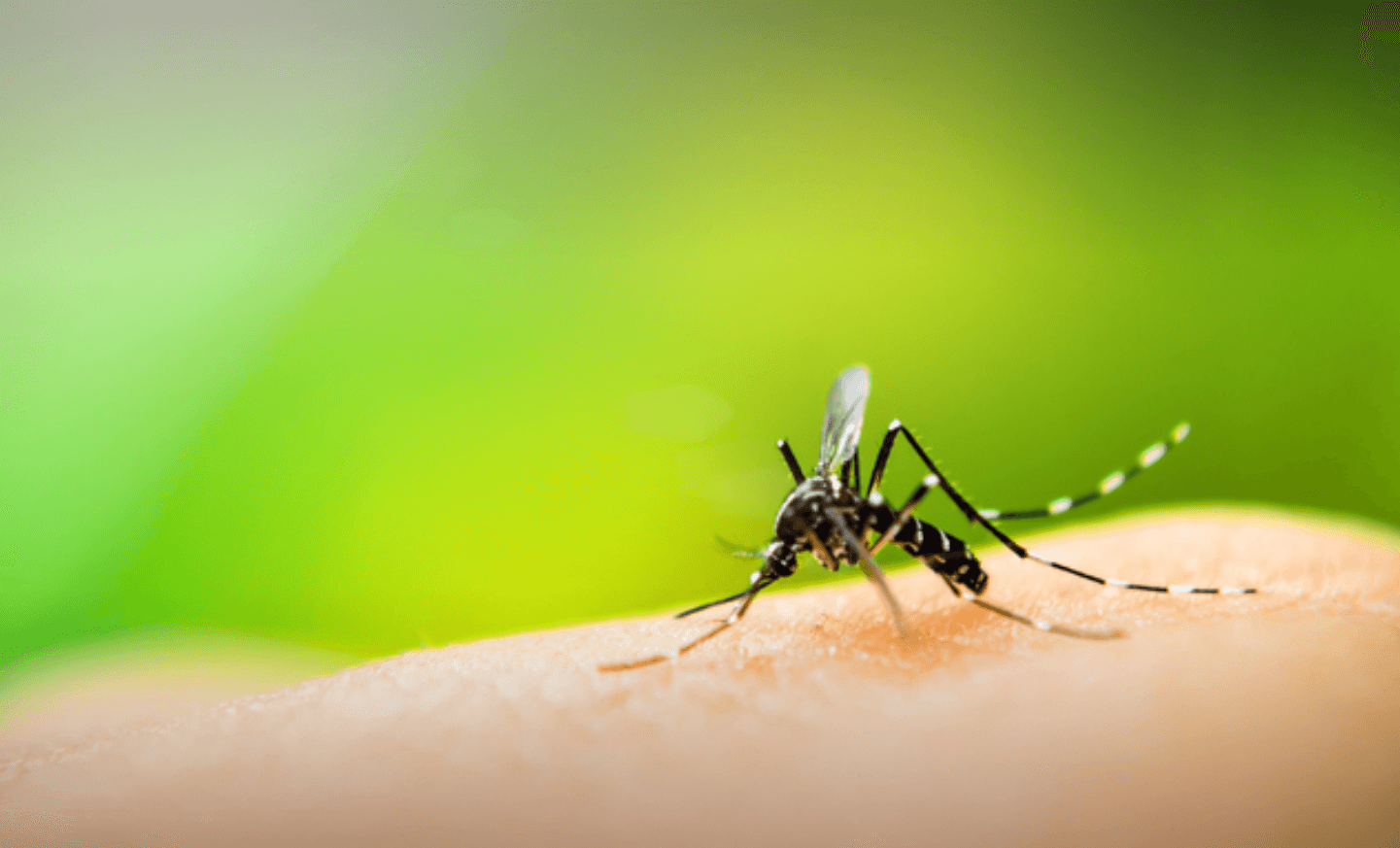 Combate ao Aedes aegypti é intensificado