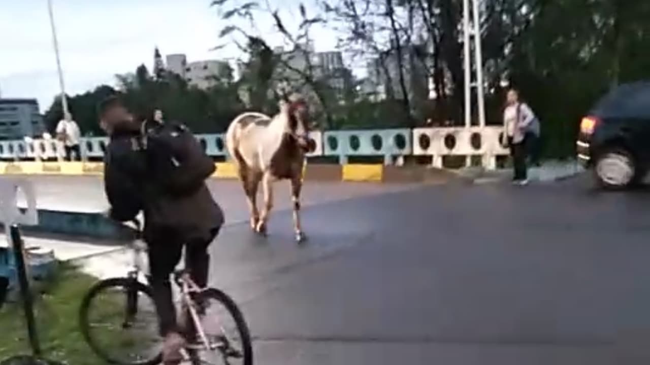 Cavalo solto põe em risco motoristas e pedestres, na Ponte Dilney Chaves Cabral