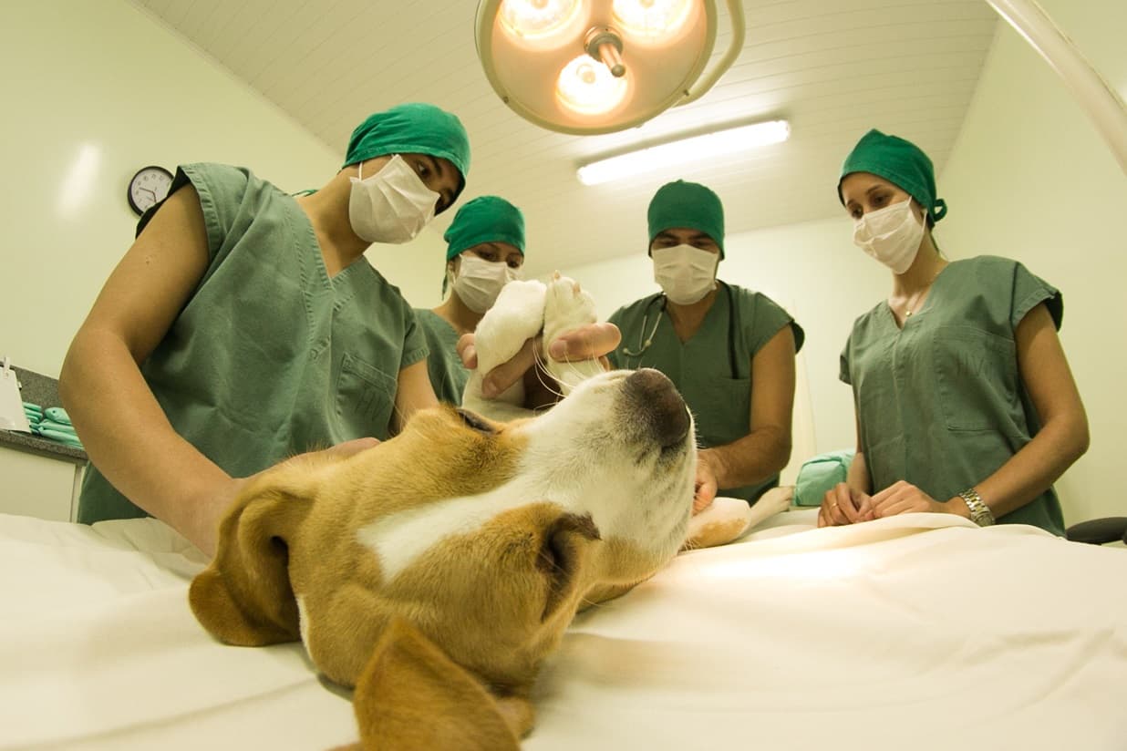 Hospital Veterinário: bem-estar dos pets
