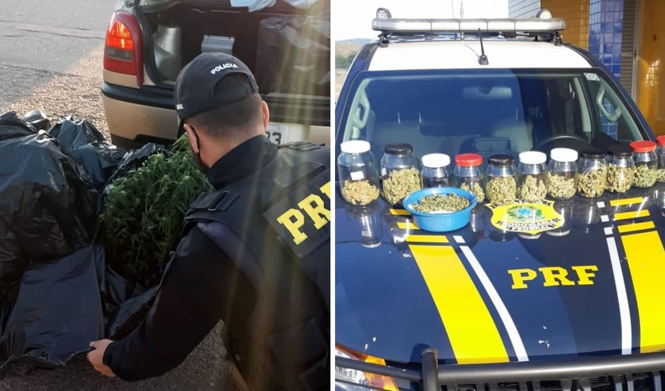 PRF apreende pés de maconha e potes de skunk na BR-101