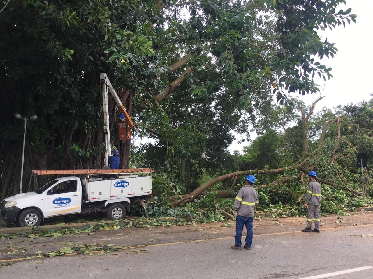 Falsa seringueira que caiu sobre rua Marechal Deodoro é retirada