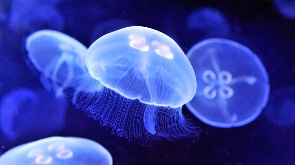 Queimaduras por águas-vivas diminuem 96% na área do 8º BBM