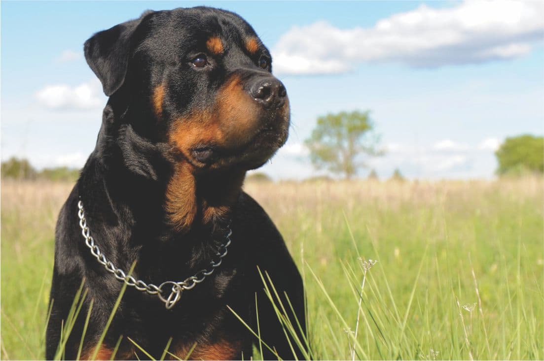 Rottweiler ataca criança, em Tubarão