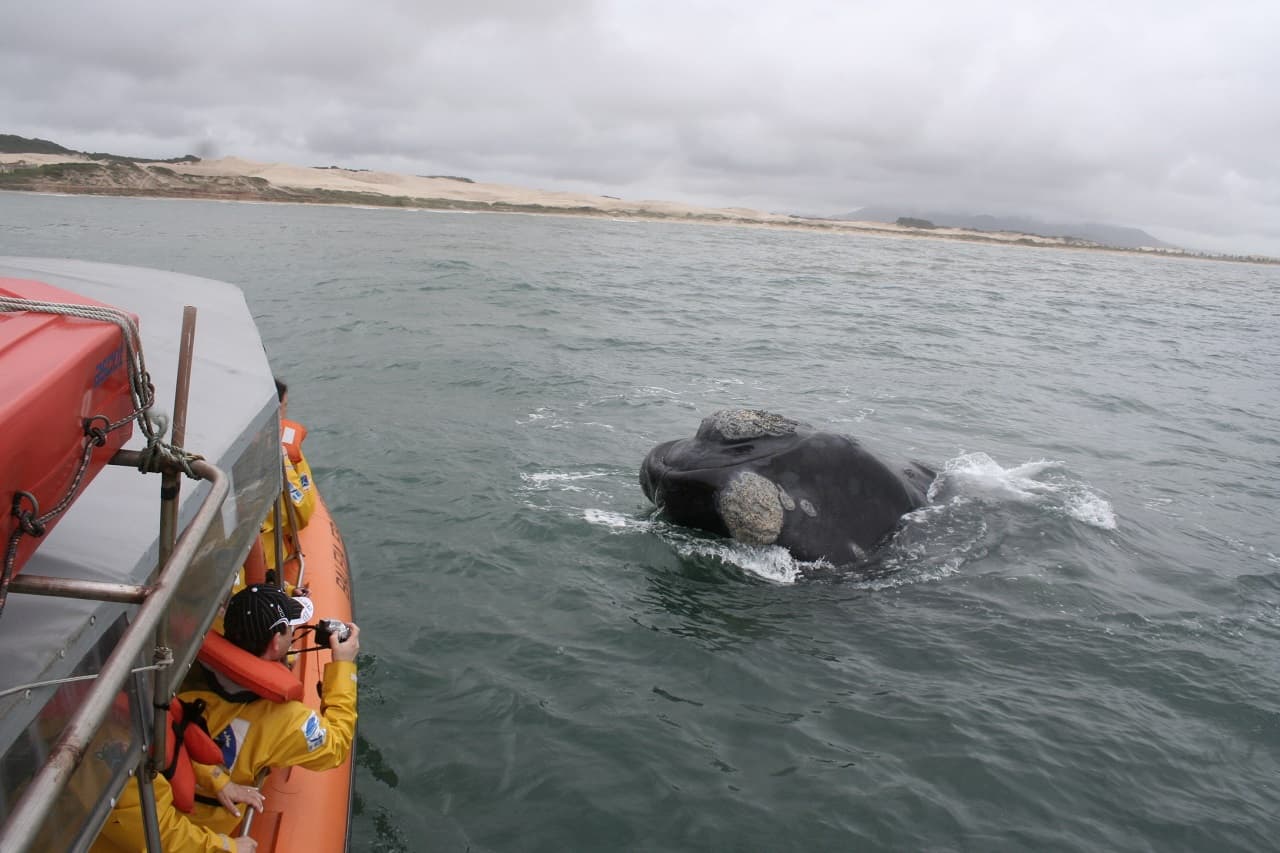 Turismo embarcado para avistamento de baleias volta a ser debatido