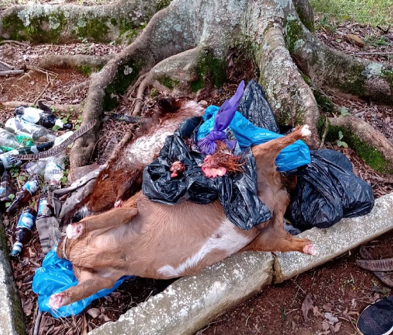 Animais mortos em rituais são encontrados na estrada do Cemitério Horto da Saudade