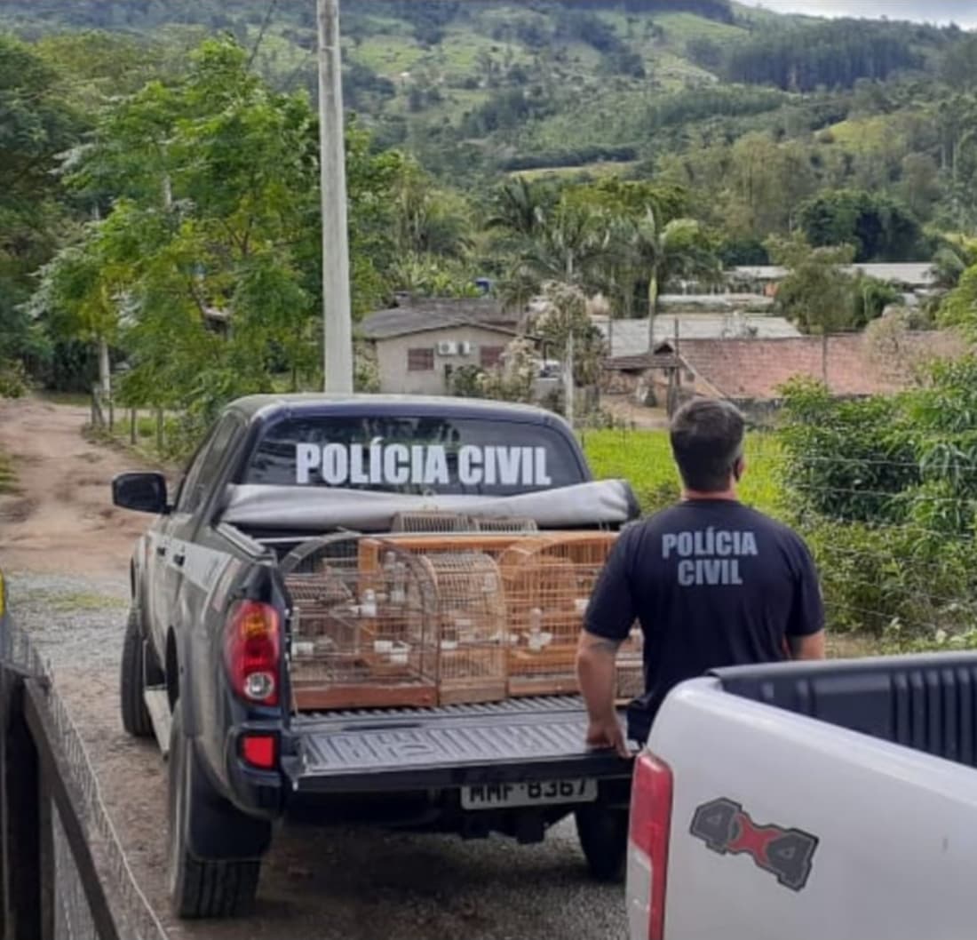 Aves silvestres recuperadas serão soltas neste sábado