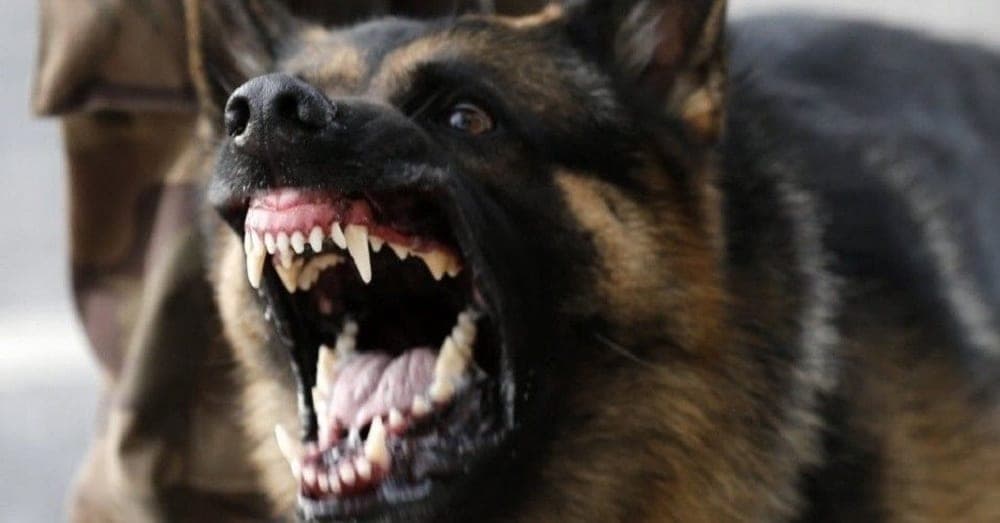 Ladrão se assusta com cão e não consegue roubar casa