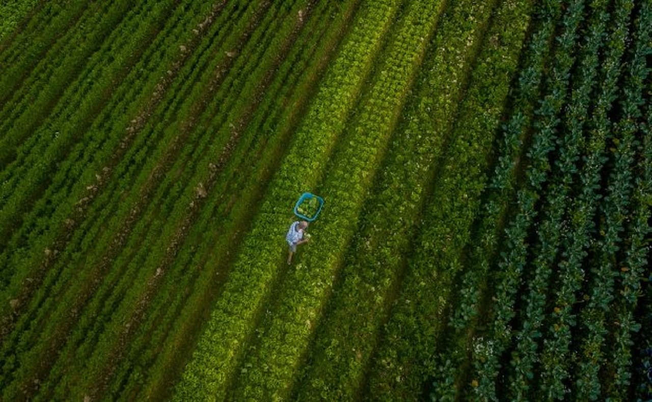 Santa Catarina alcança o maior valor de produção agropecuária da história