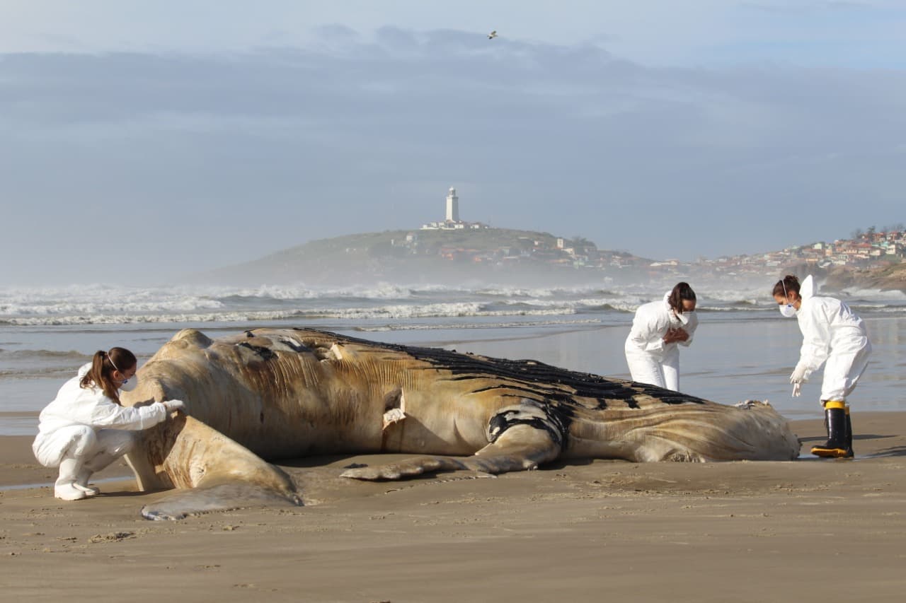 Baleia-Jubarte é encontrada morta na Praia Grande, em Laguna