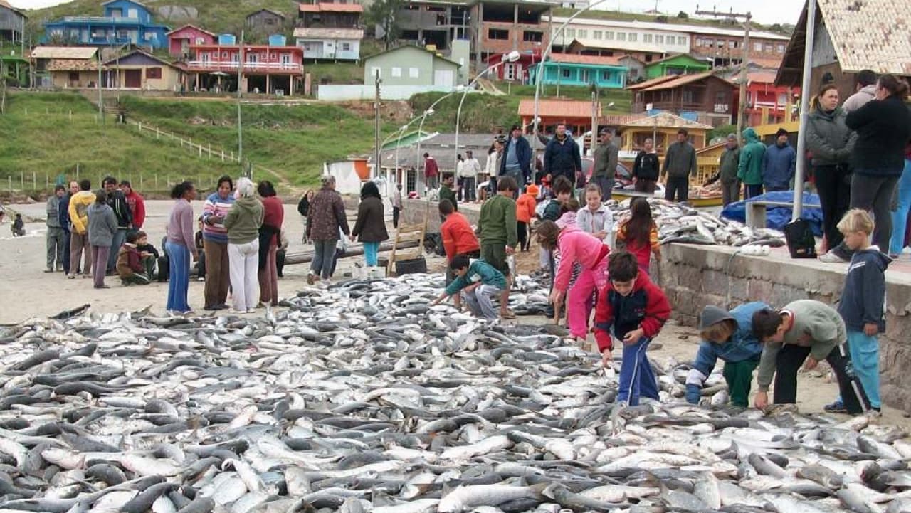 Secretaria de Pesca de Laguna alerta para FAKE NEWS sobre temporada da tainha