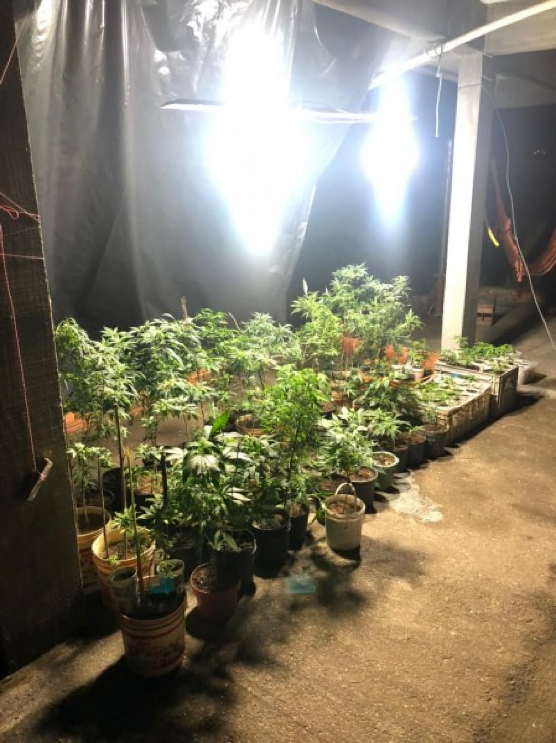 Quase 300 pés de maconha e laboratório de processamento são descobertos pela polícia
