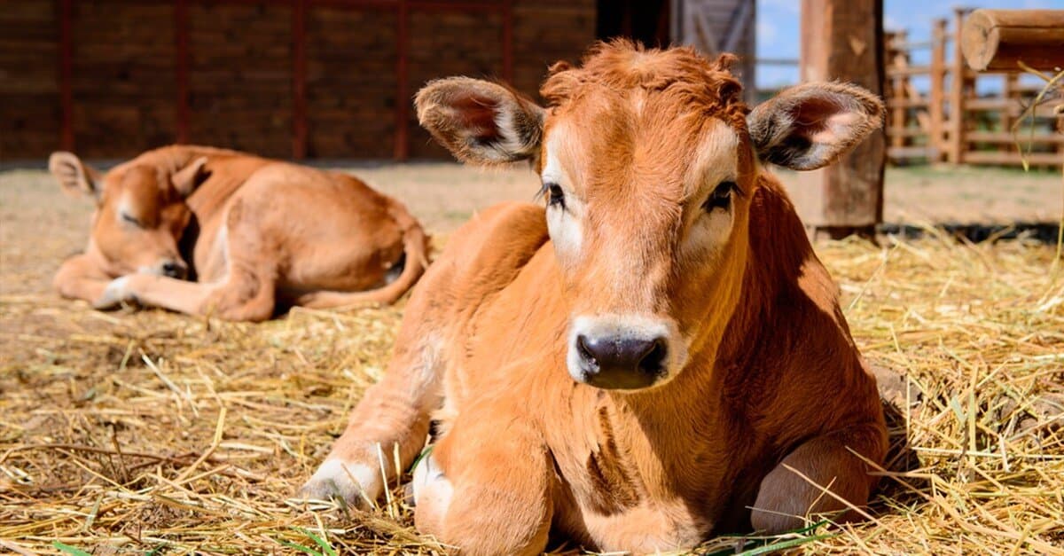 Caso de abigeato é registrado em Tubarão
