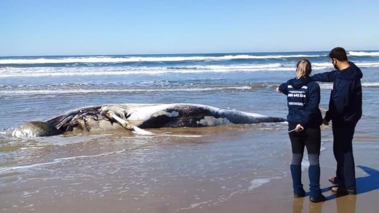 Baleia Jubarte encalha na Praia de Itapirubá