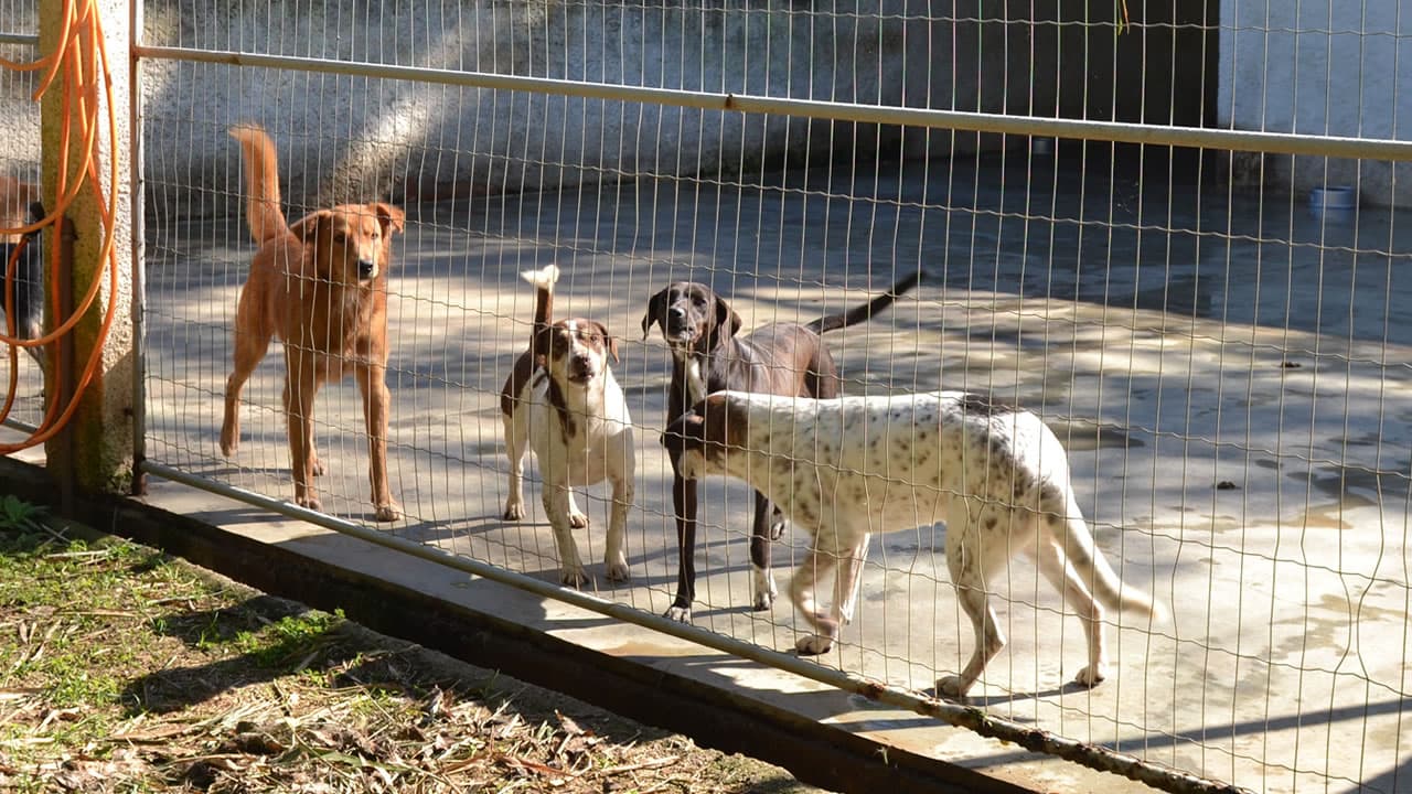 Unidade de Vigilância de Zoonoses de Tubarão inicia cadastro para castrações na próxima semana