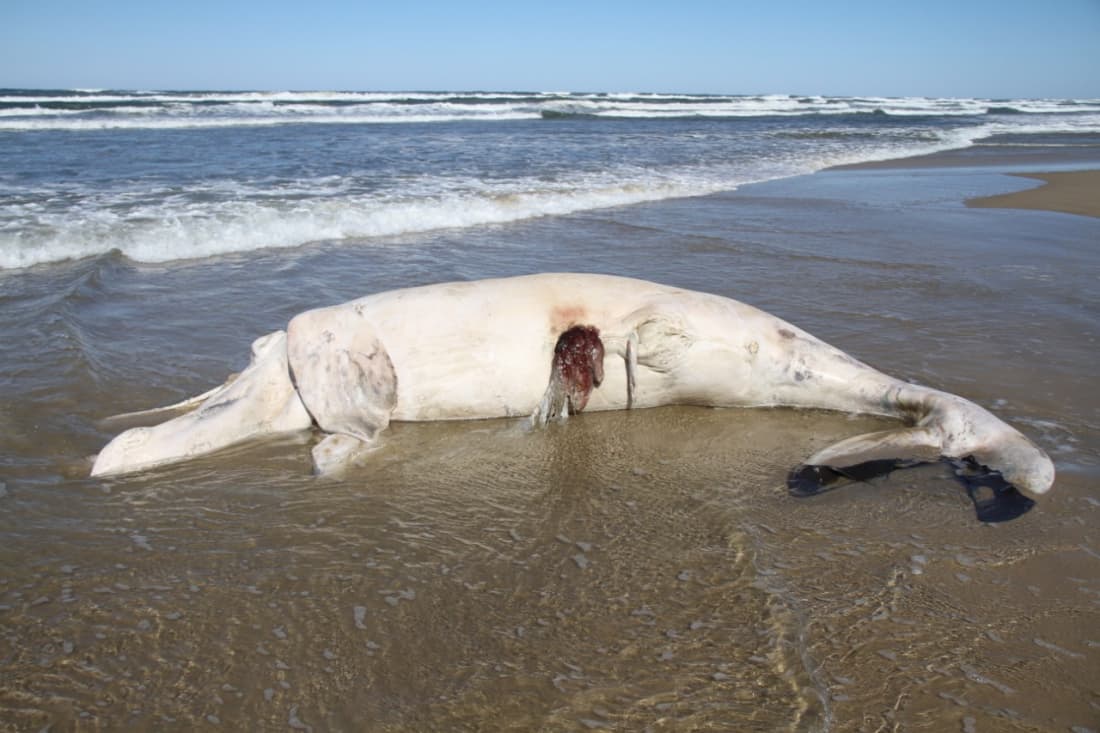 Baleia recém-nascida encalha e morre na Praia do Camacho