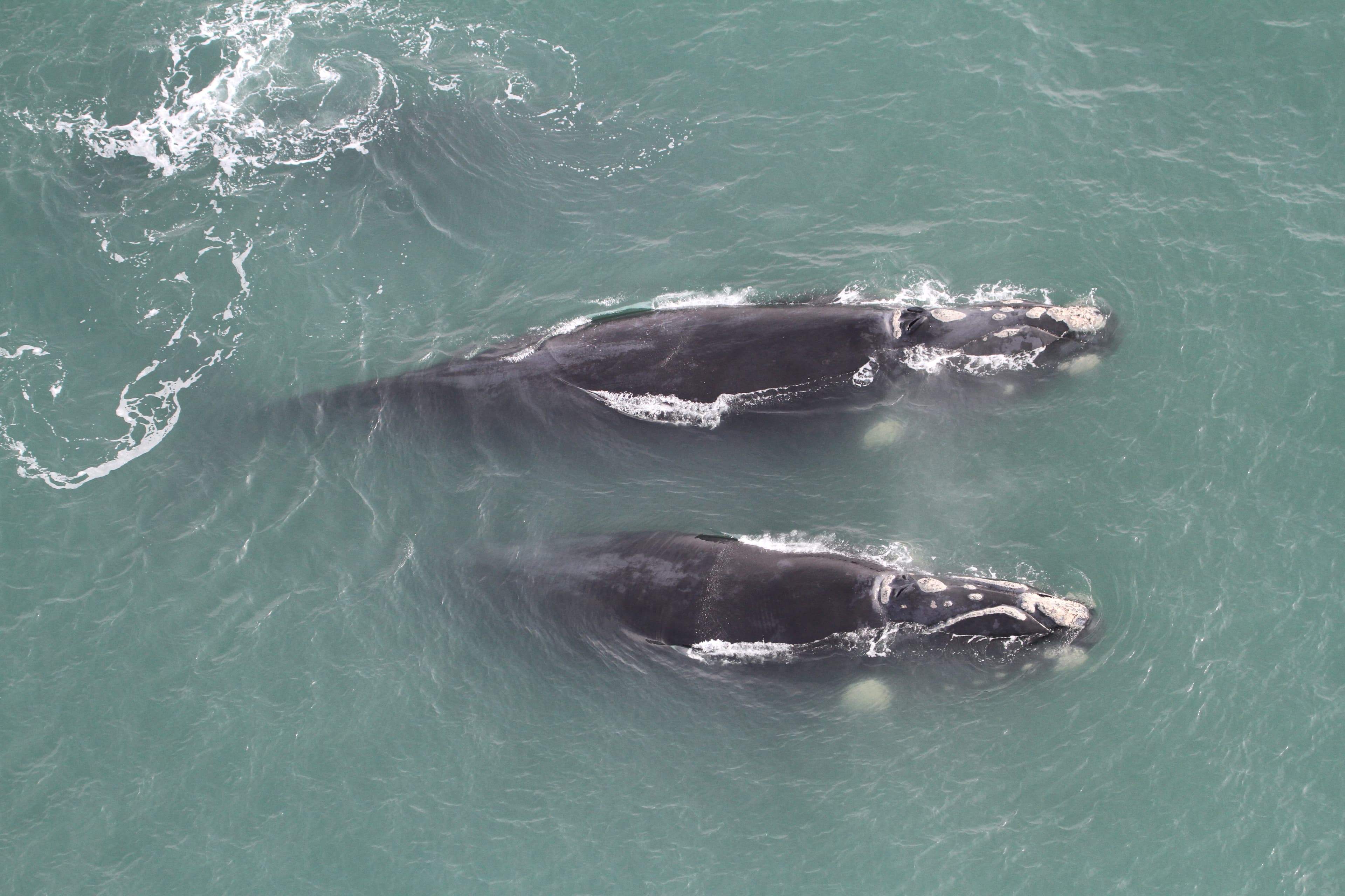 Quinze baleias são avistadas na região durante sobrevoo de monitoramento