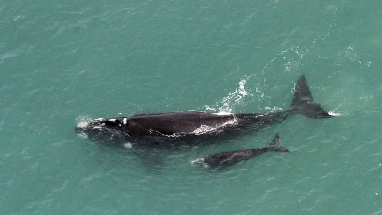 Começa a temporada de baleias no litoral catarinense