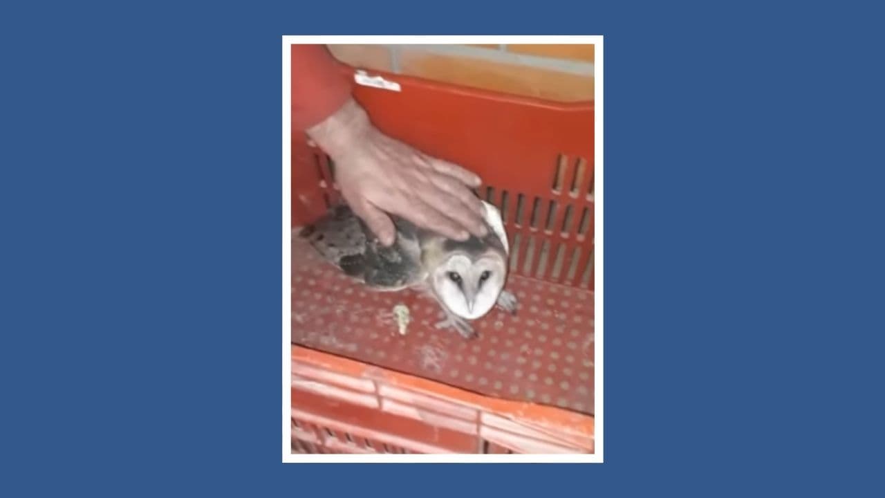 Coruja machucada é resgatada de pátio de empresa