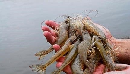 Camarão Laguna poderá receber selo de Indicação Geográfica