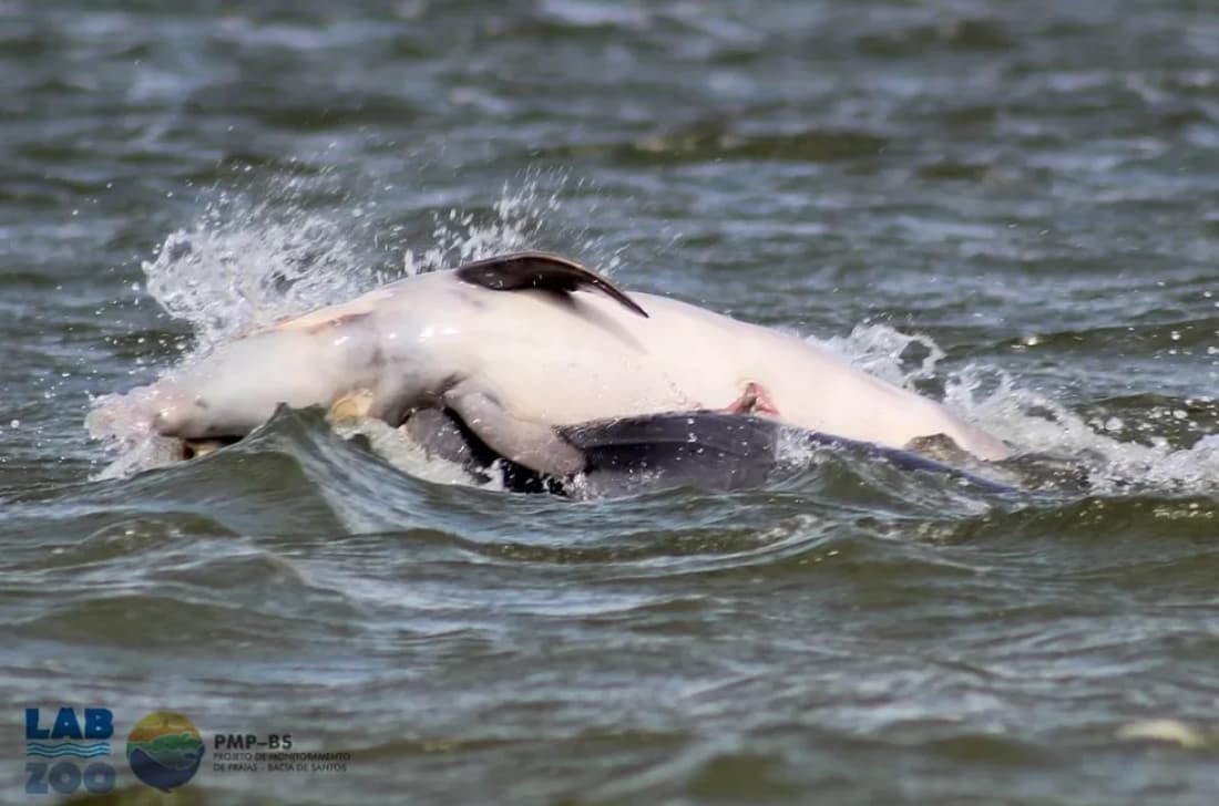 Projeto de preservação do boto-pescador de Laguna receberá R$ 1,2 milhão