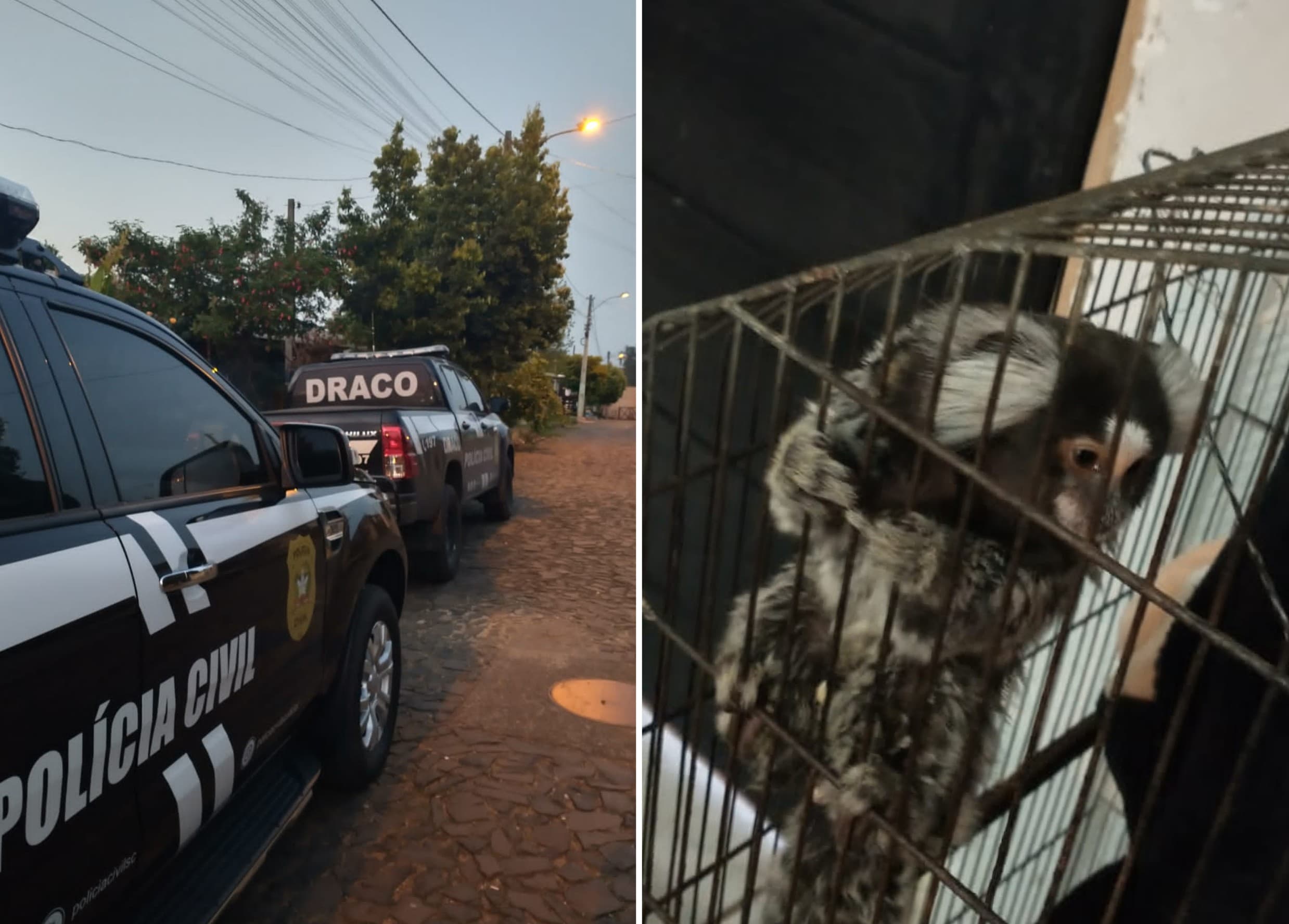 Três mulheres integrantes de quadrilha de furtos de caminhões são presas