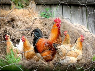 Morador de Tubarão morre após encostar em cerca elétrica de galinheiro