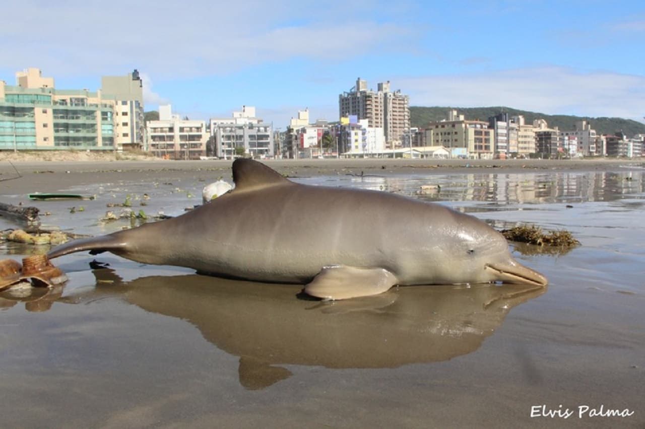 Filhote de toninha é encontrado morto em praia de Laguna