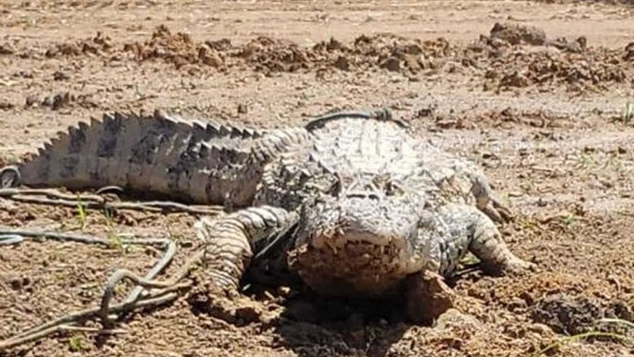 Jacaré é encontrado amarrado e com sinais de maus-tratos