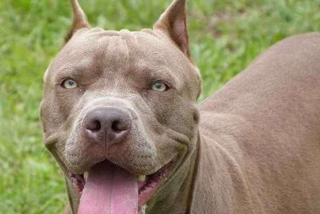 Crianças são atacadas por Pitbull, em Braço do Norte