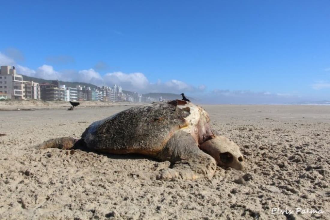 Carcaça de tartaruga é encontrada em Laguna