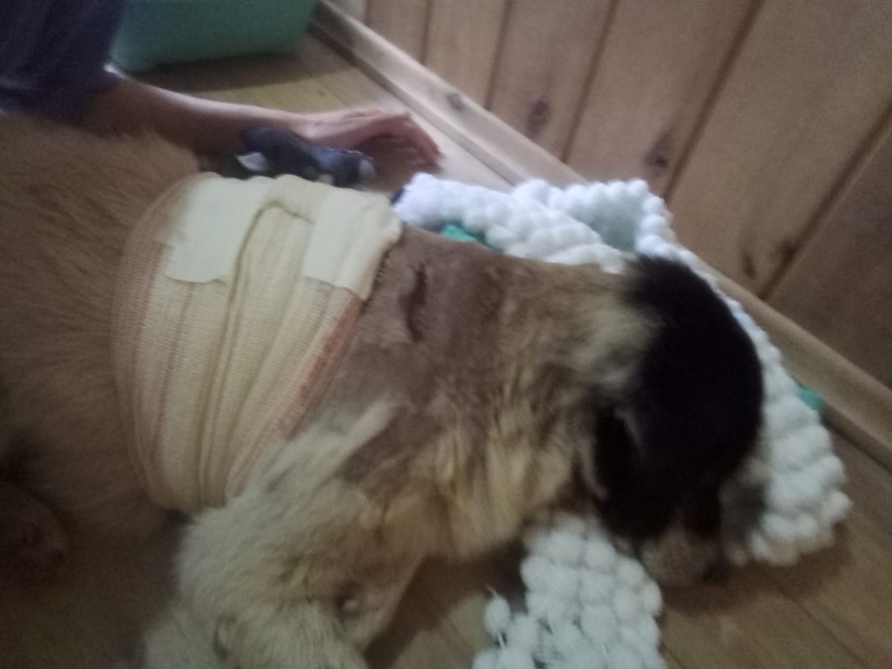 Cão idoso leva quatro facadas e corre risco de não sobreviver