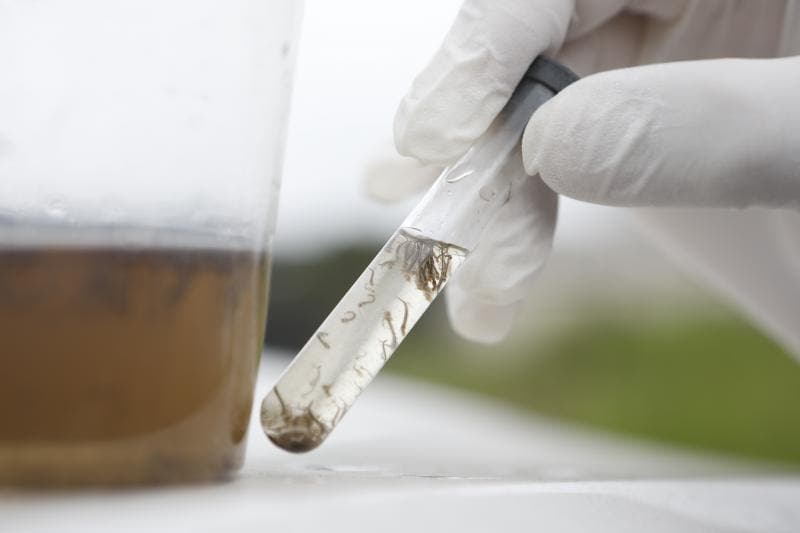 Ferro-velho com focos do mosquito da dengue será interditado em Imbituba