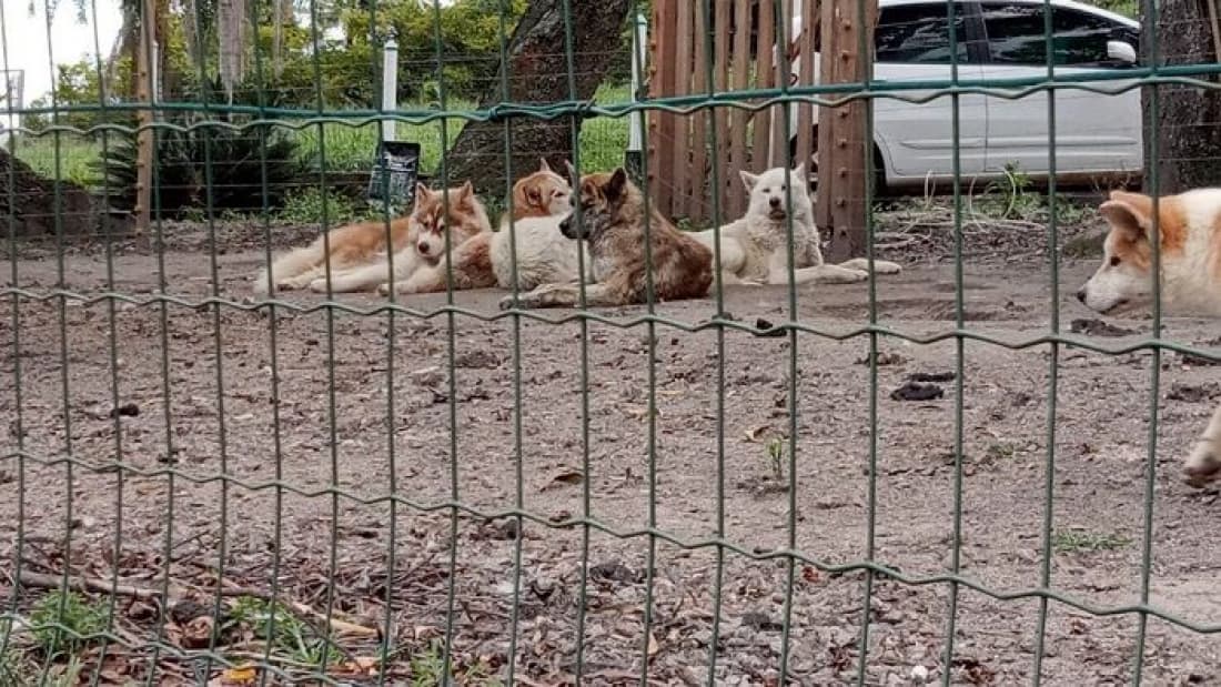 Justiça determina perda definitiva de 37 cães que sofriam maus-tratos