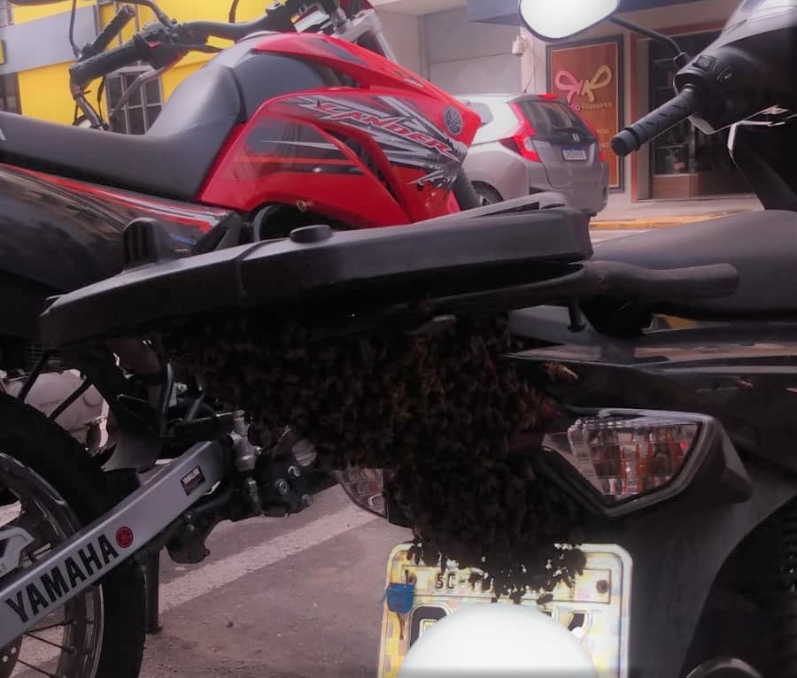 Enxame de abelhas é capturado sobre placa de motoneta