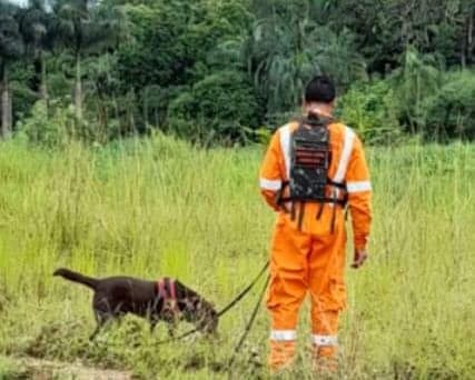 Idoso desaparecido é encontrado morto debaixo de árvore