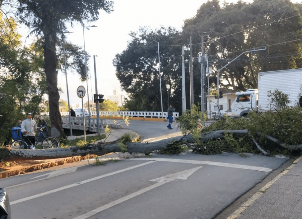 Ventos provocam queda de árvores em Tubarão