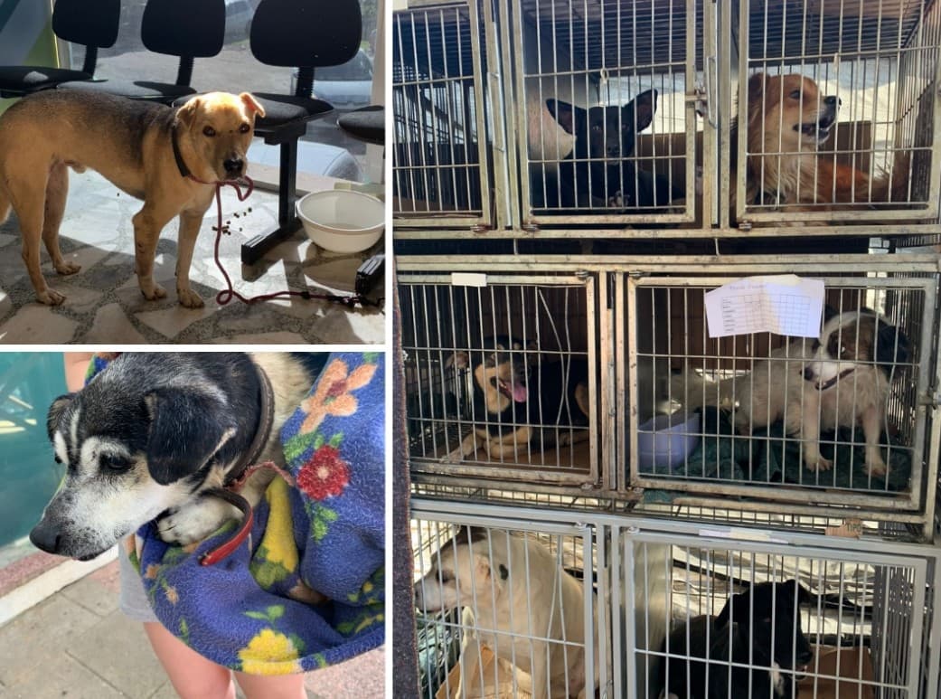 Animais resgatados de áreas alagadas precisam de cobertores e ração