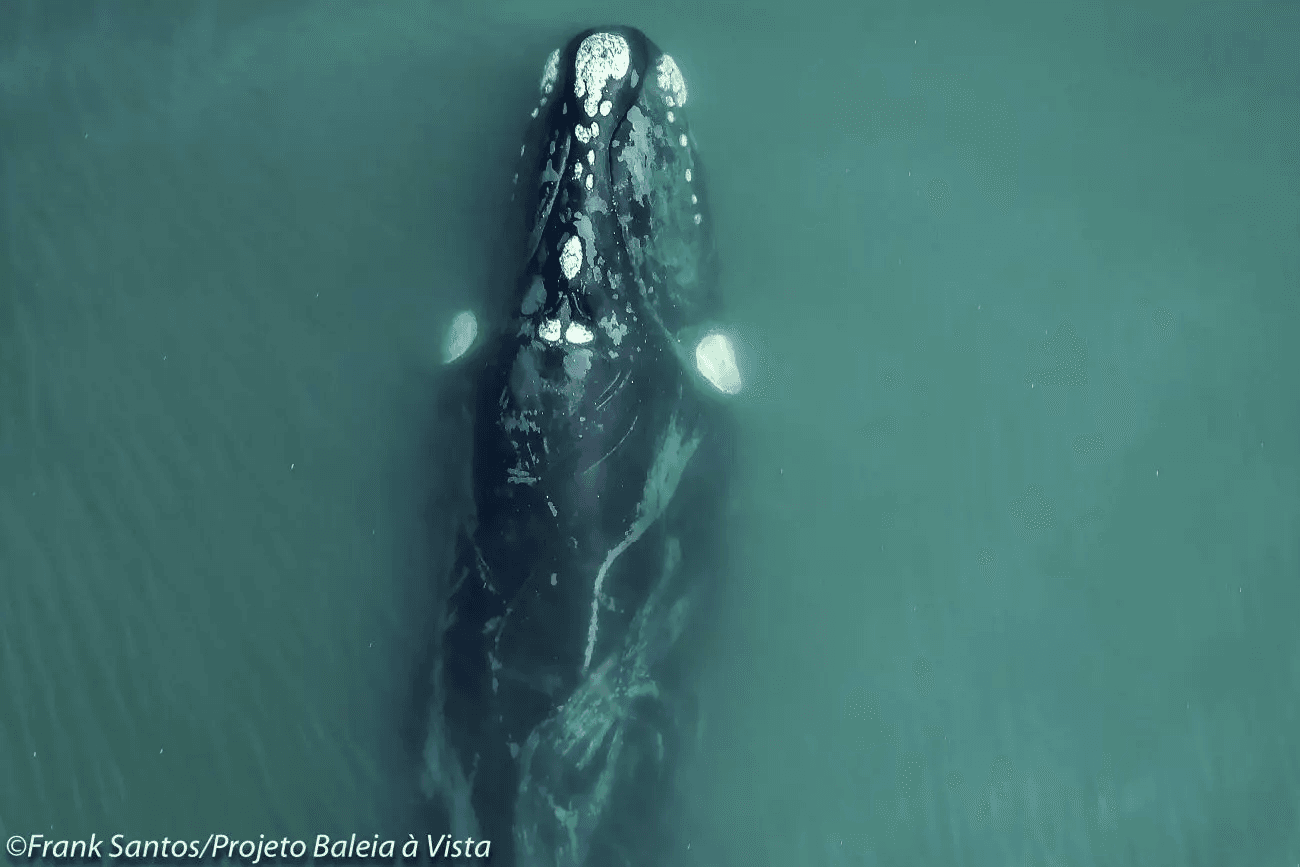 Duas baleias são avistadas em Imbituba