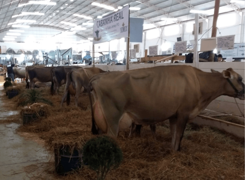 Feagro deve movimentar R$ 60 milhões em negócios até domingo (10)