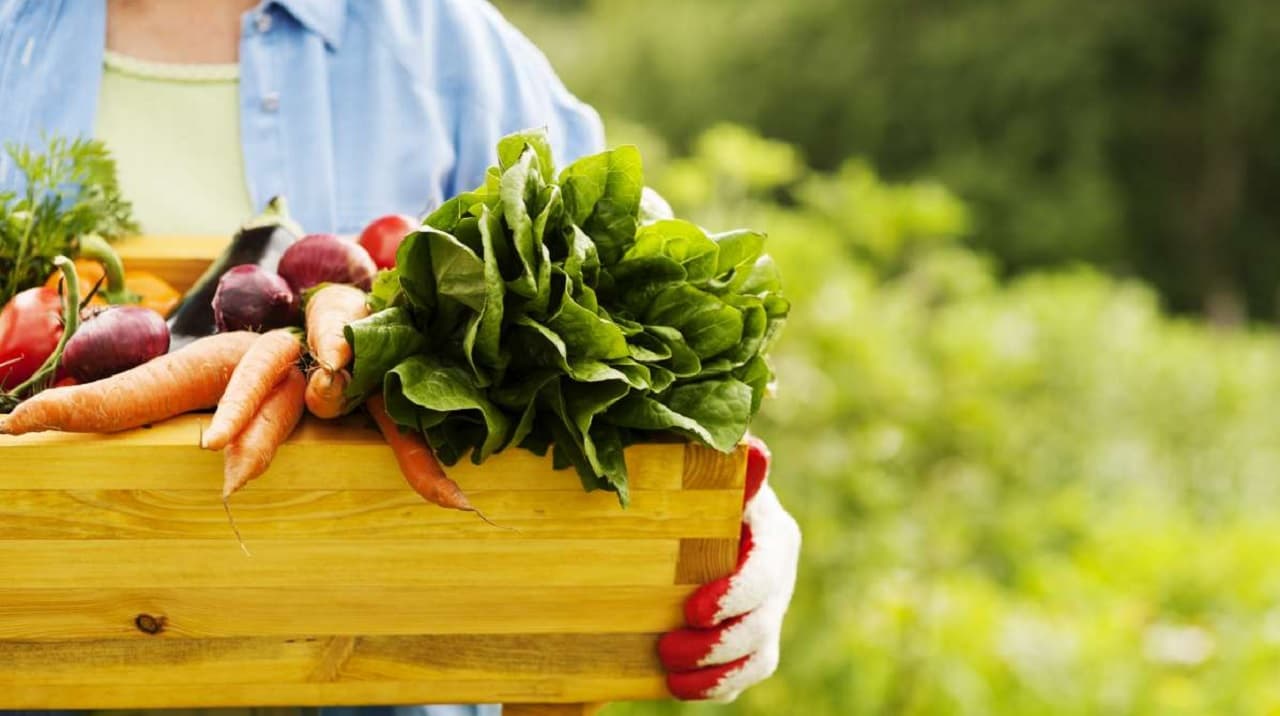 Como alimentos veganos e orgânicos contribuem com o meio ambiente?